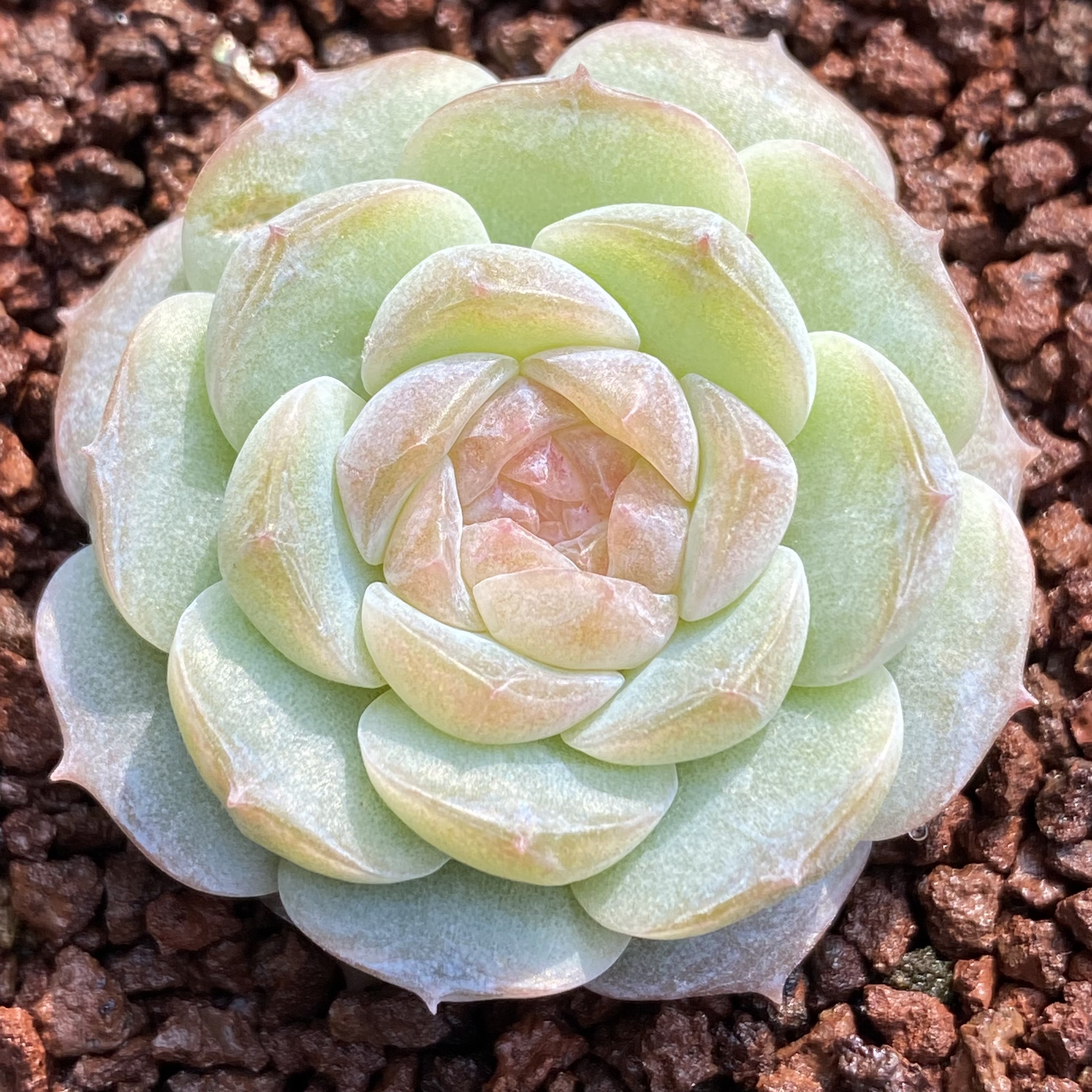 天美星空麻花糖心果冻(仙草蜜的视频)