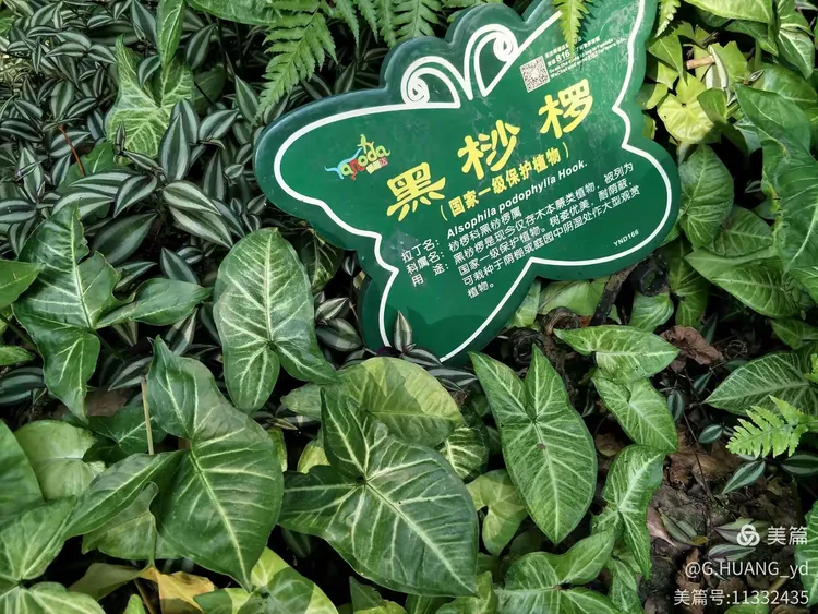 天堂mv在线mv青果园(天堂mv在线mv青果园视频)