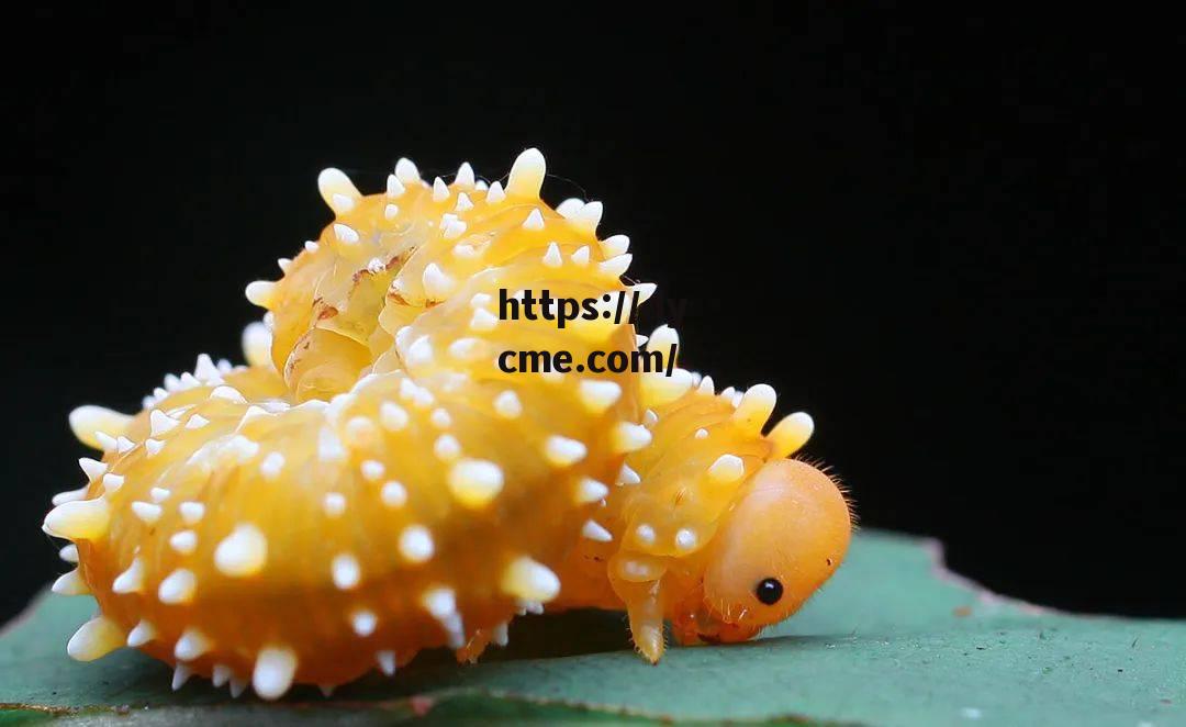 一清二楚大片毛毛虫(一清二楚大片毛毛虫视频)