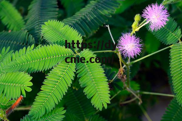 含蓄草(含蓄草实验究究所)