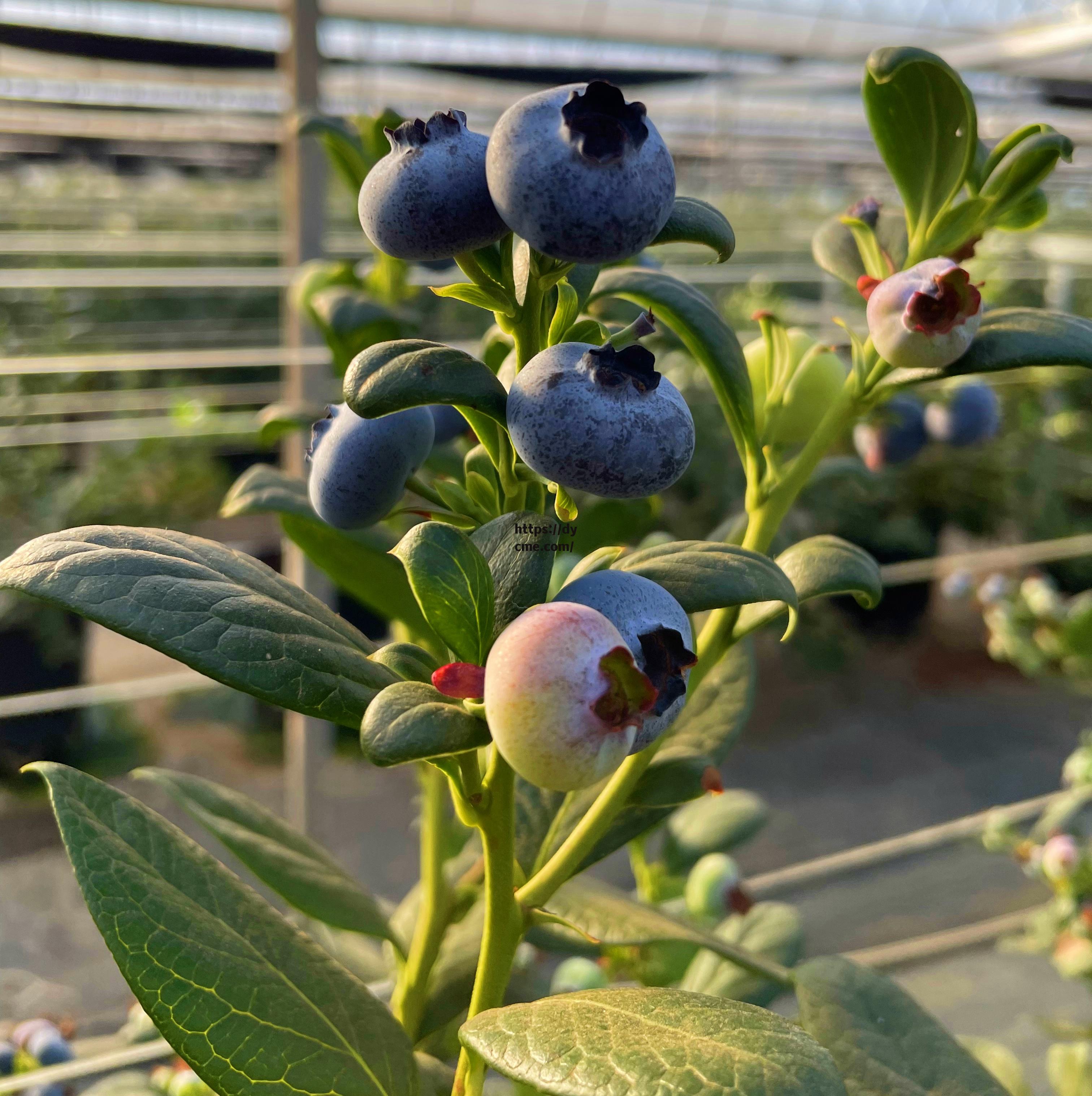 包含91蓝莓在线免费的词条