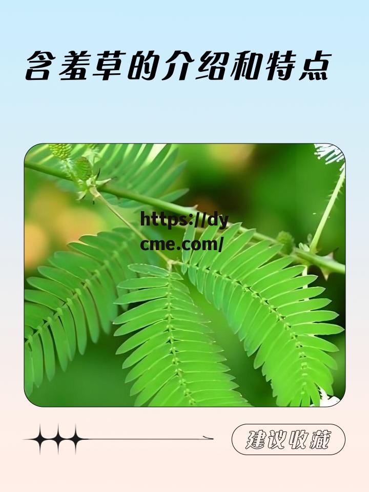 关于害羞草补单隐藏入的信息