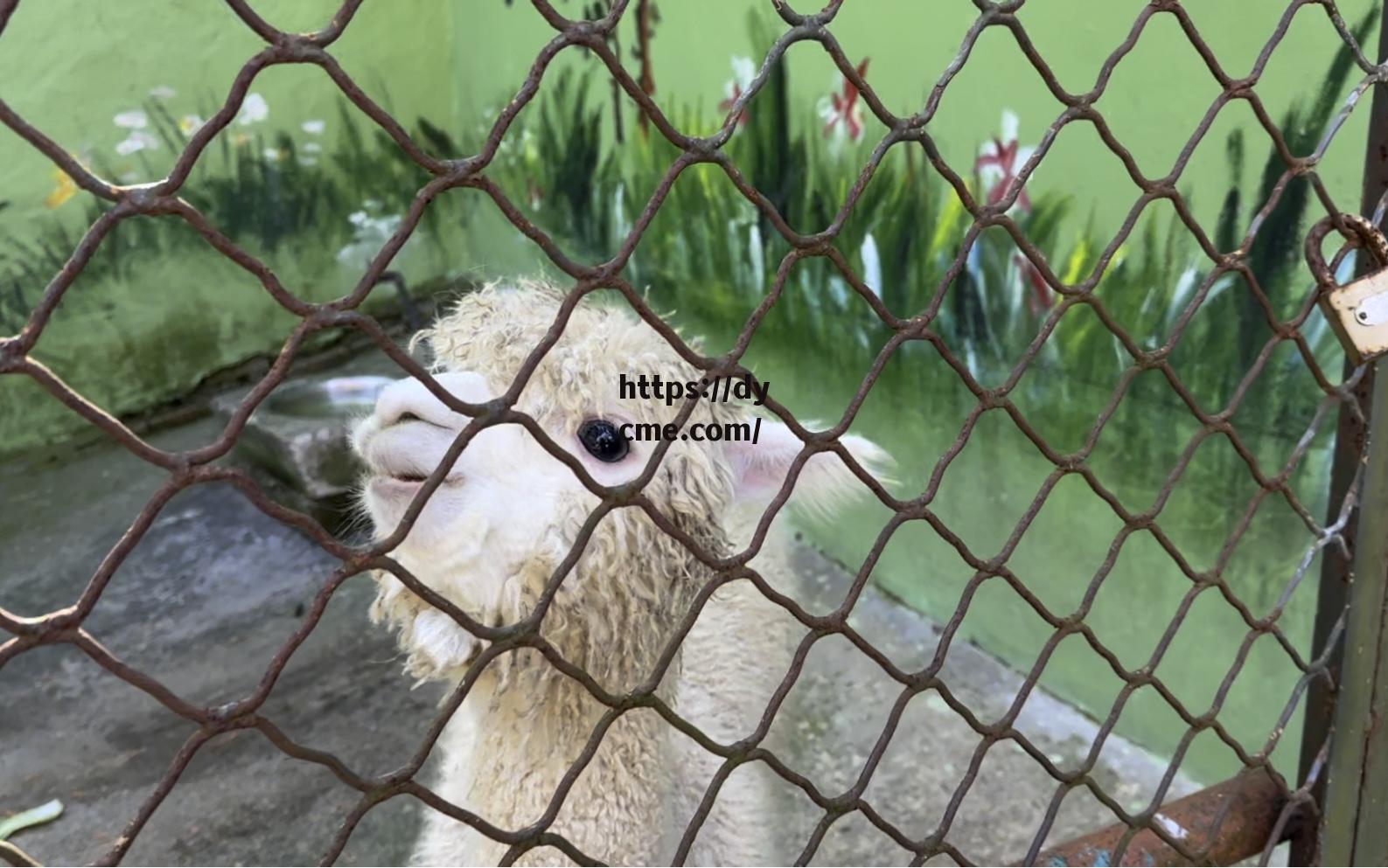 草泥马影院(草泥在线视讯)