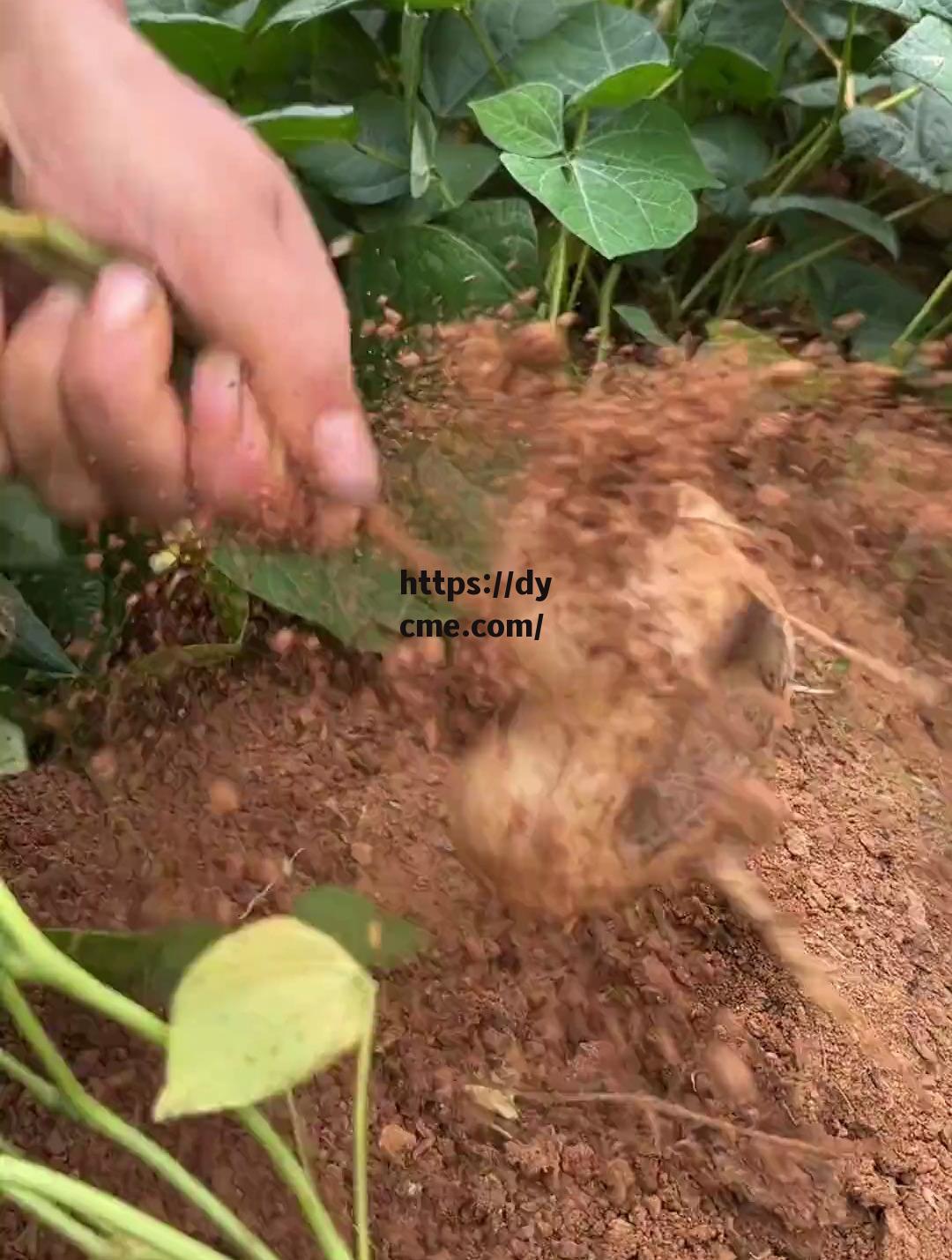 45分钟拔萝卜过瘾(45分钟拔萝卜纯享视频)