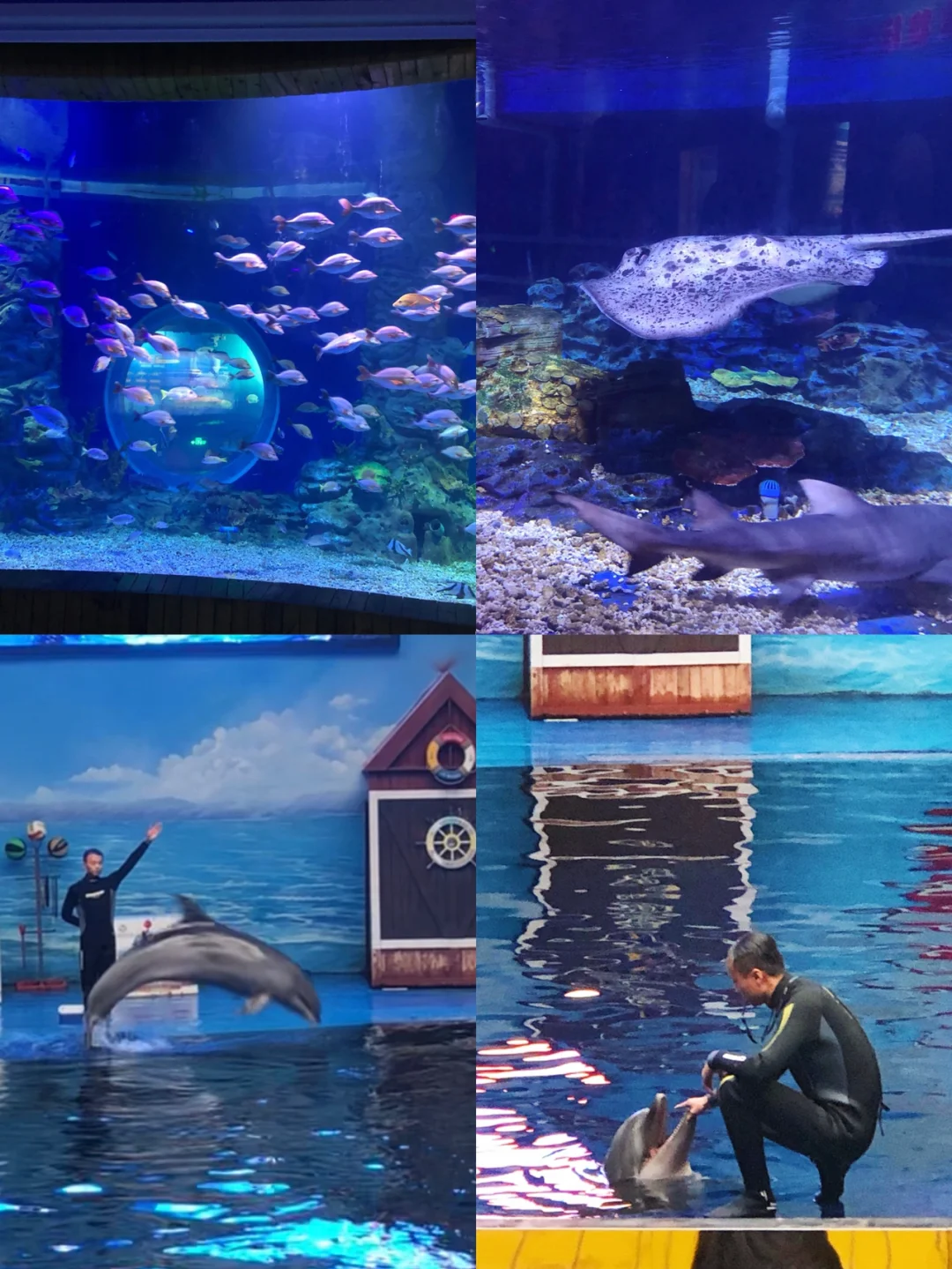 海豚看影(海豚看影app官方下载)