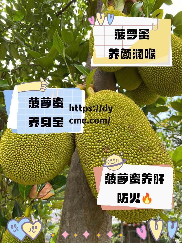 菠萝菠萝蜜免费春姑的简单介绍