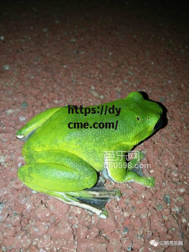 包含每日大赛青蛙爆料聚集地的词条