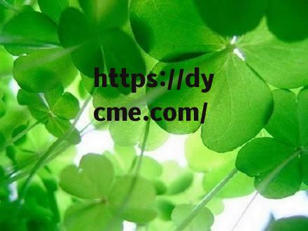 四叶草实验研究(四叶草实验研究方向)