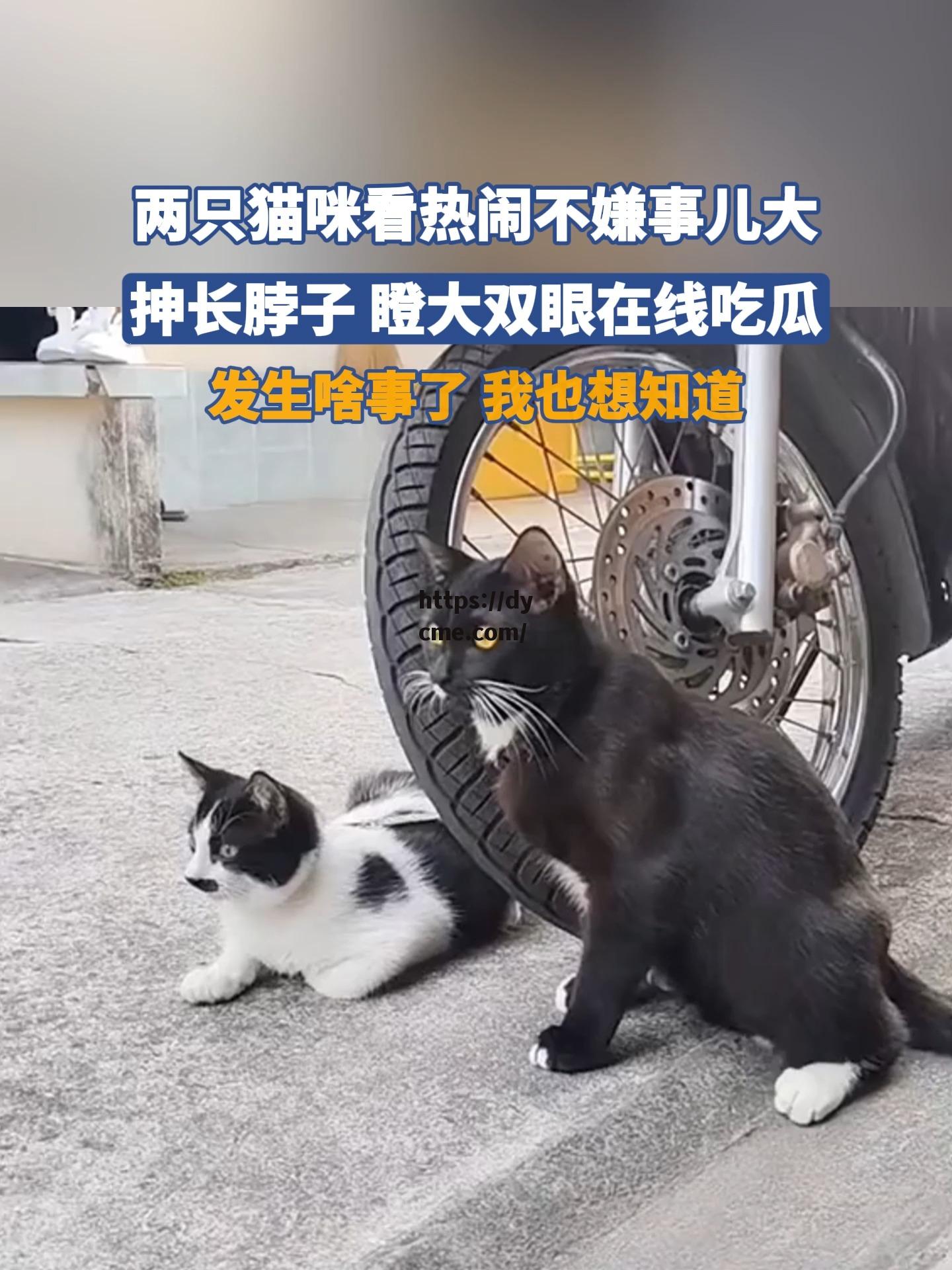 关于吃瓜网在线看的信息