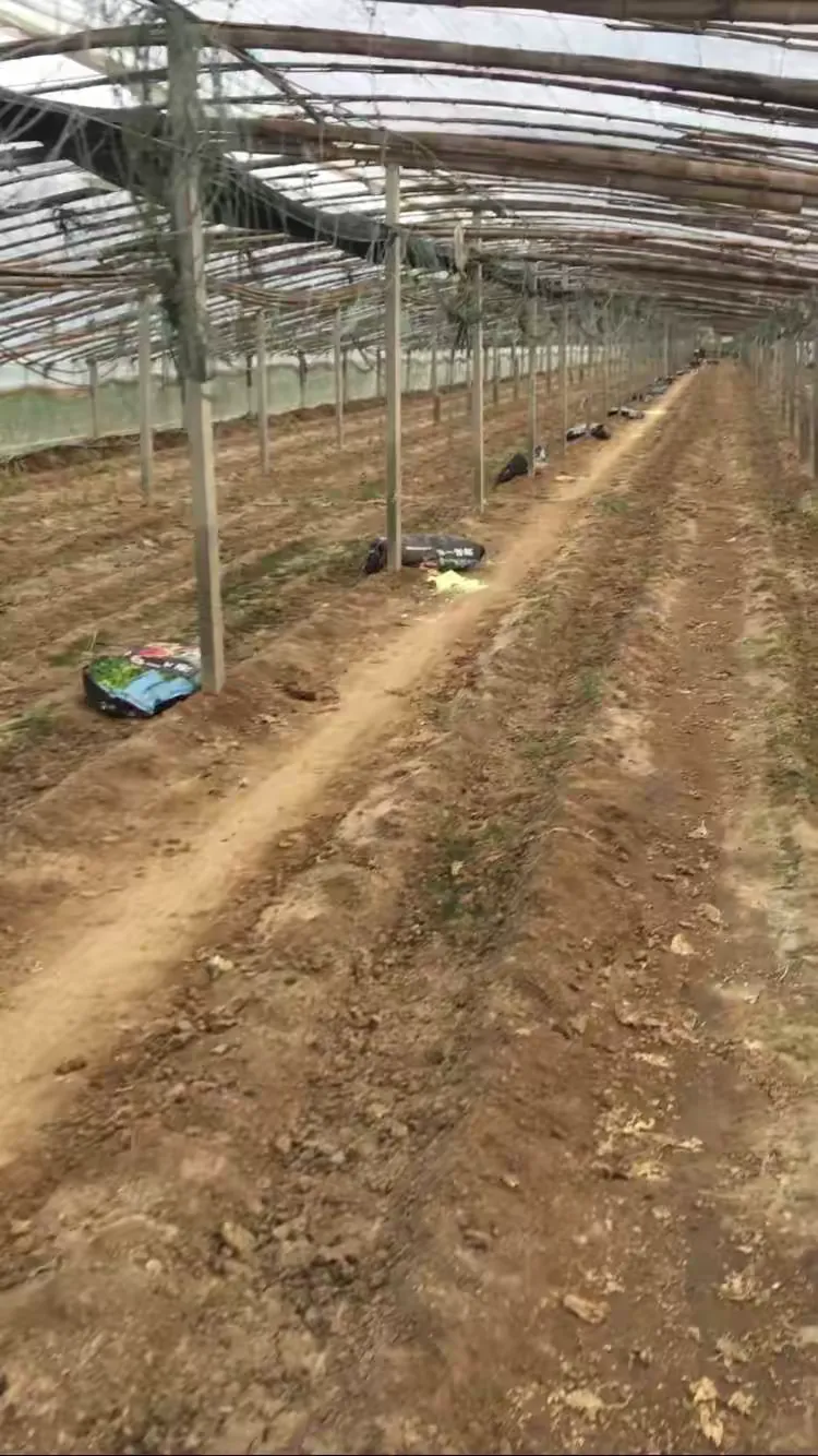 关于嘛豆网络传煤入口的信息