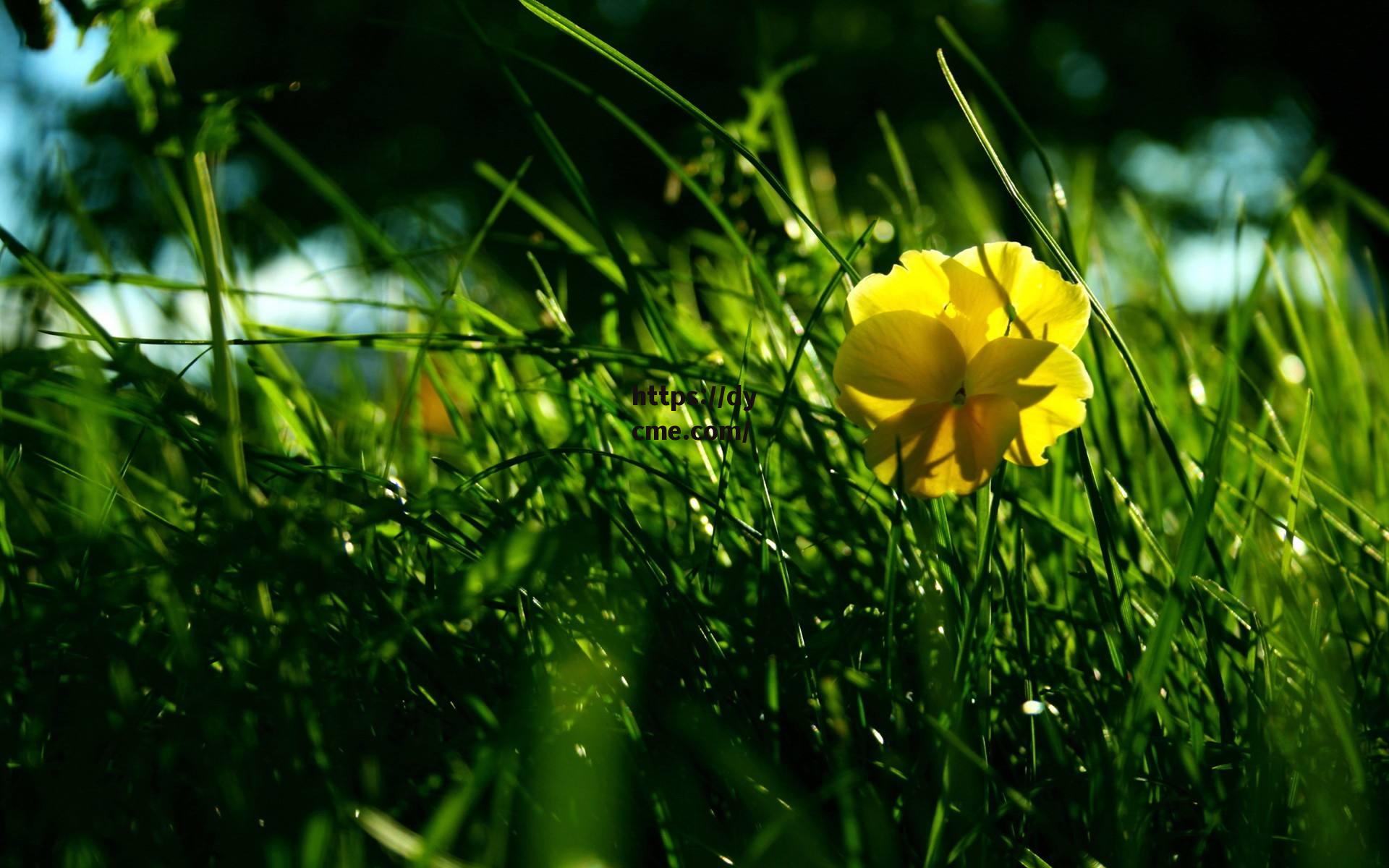 天堂MV小草(电脑字母大写怎么按)