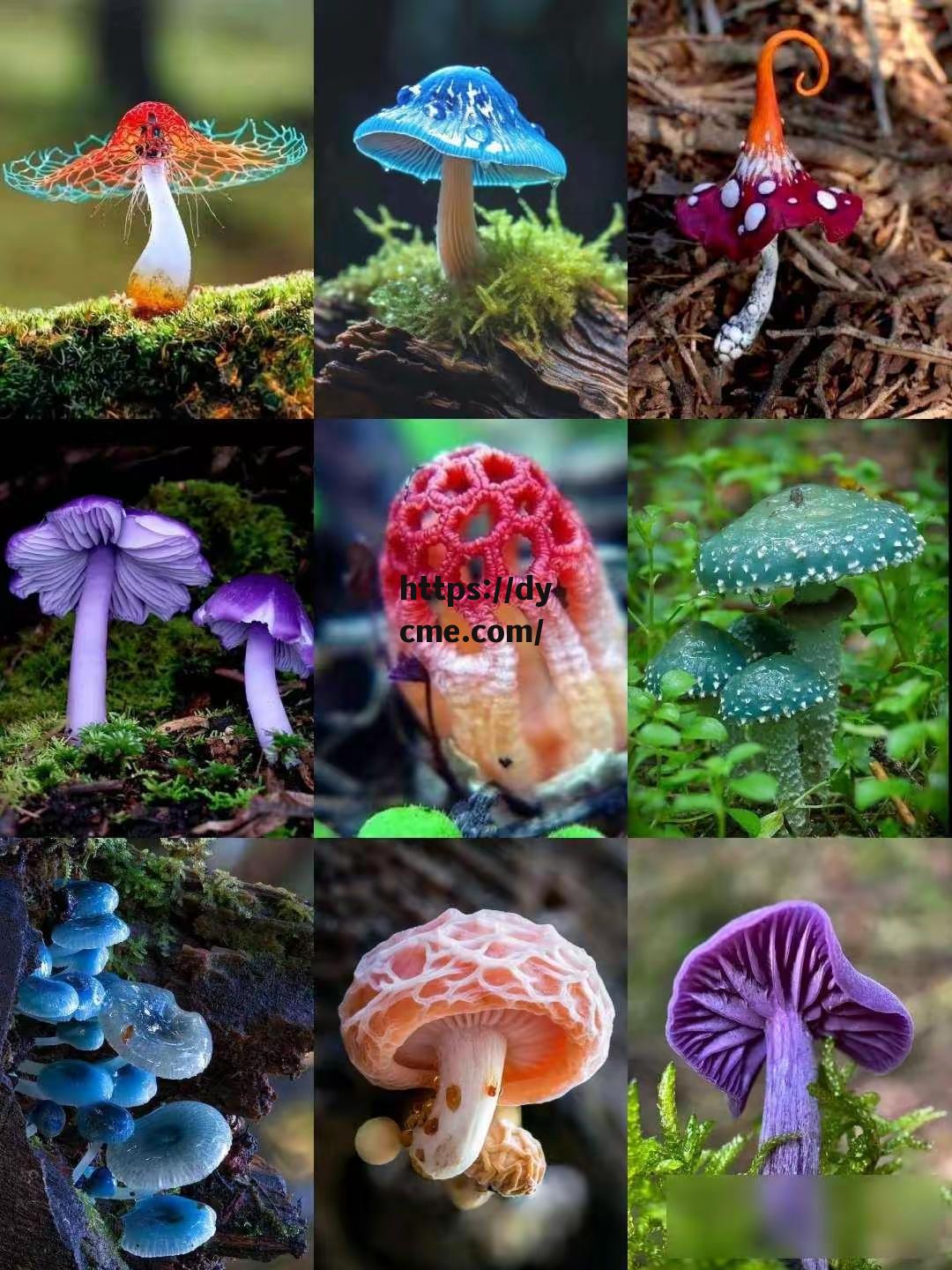 天美星空蘑菇(北京天美星空科技有限公司)