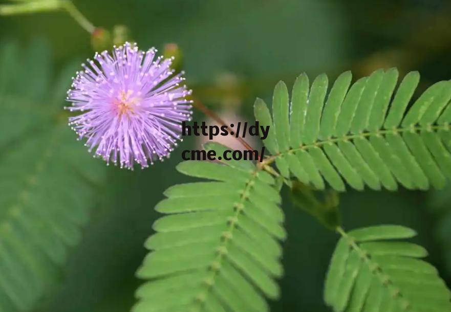 含羞草隐藏在(恰逢其时52微博车)
