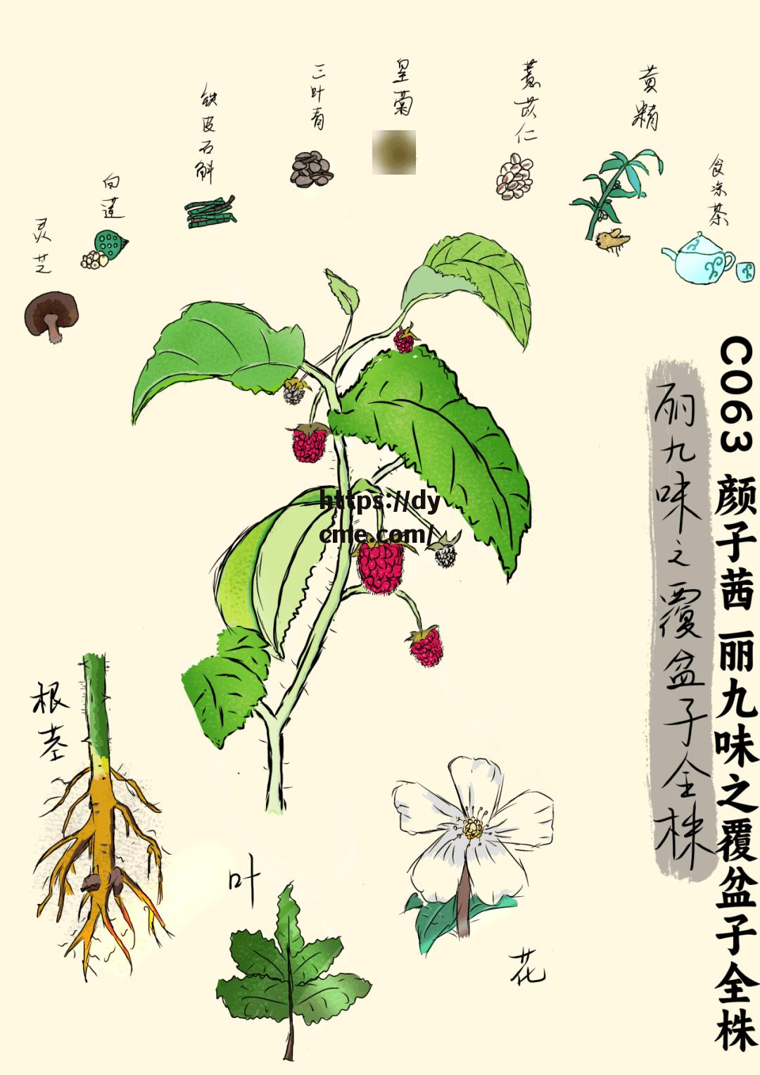 17.c🌿的简单介绍