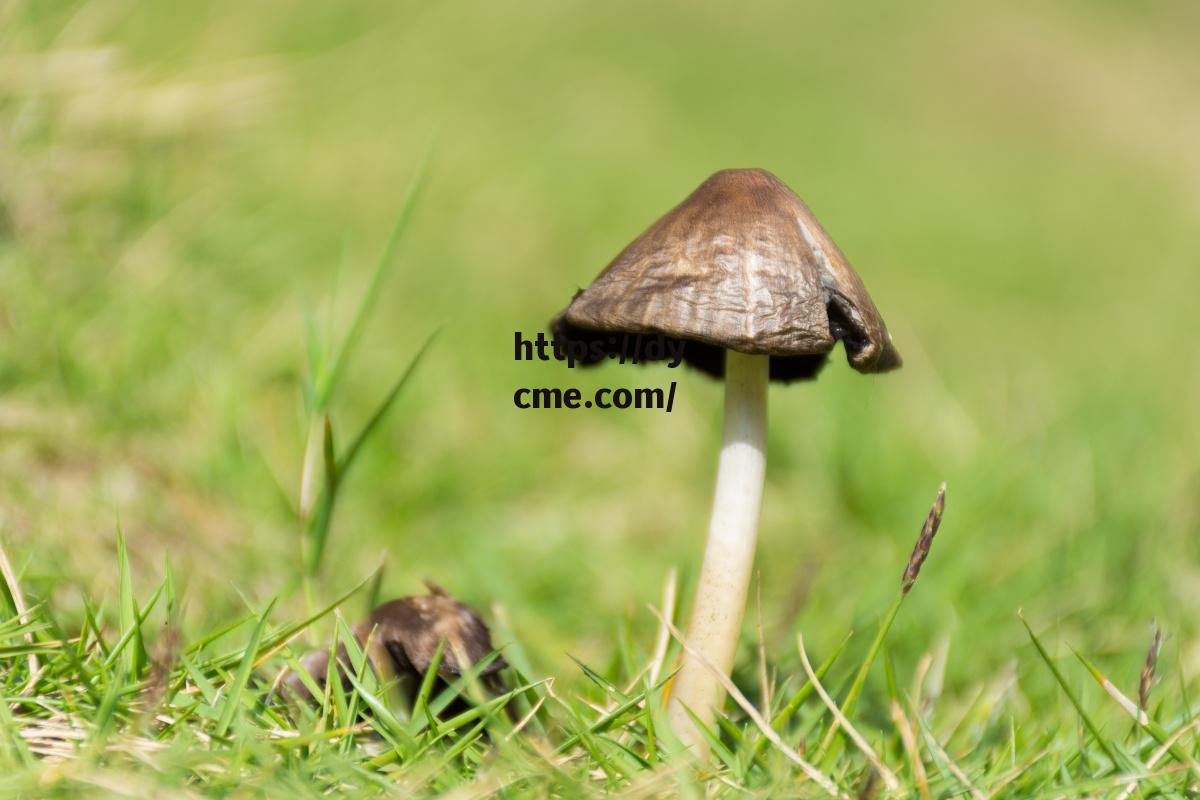 蘑菇网页版三秒钟跳转(3秒自动跳转秘密基地视频)