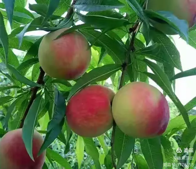关于乡野水蜜桃小说最新章节的信息